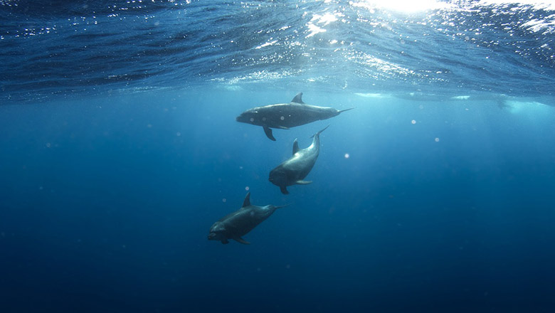 dolphins 918752 1280