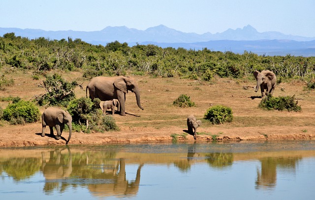 elephant 427138 640