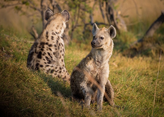 hyena 1022409 640