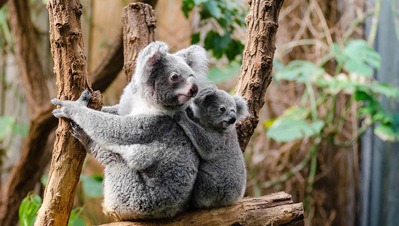 koala 1259681 1280