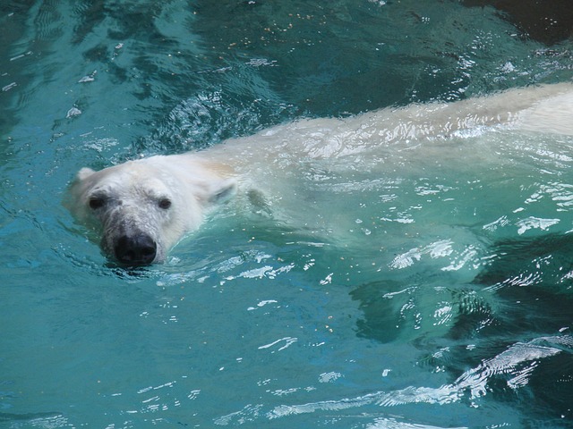 polar bear 74383 640