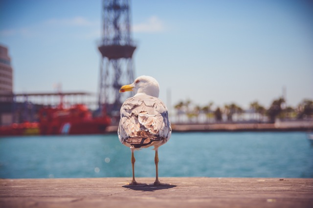 sea bird night water 9012