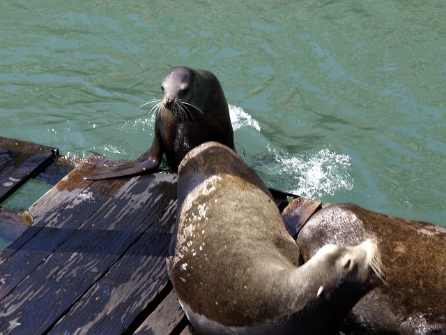 seal 56470 640