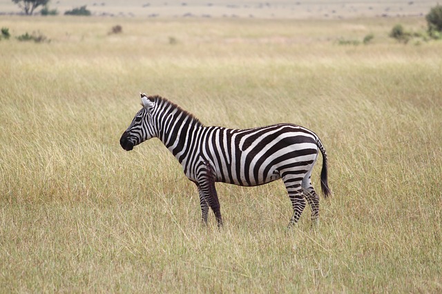 zebra 1046261 640