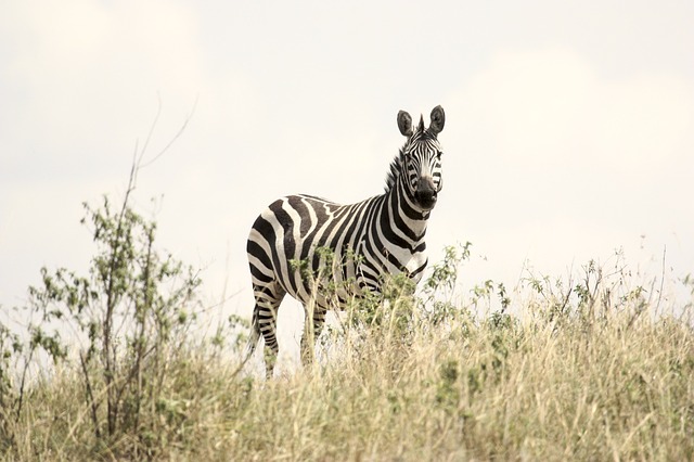 zebra 171209 640