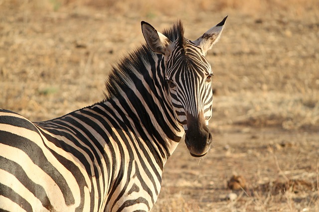 zebra 175085 640