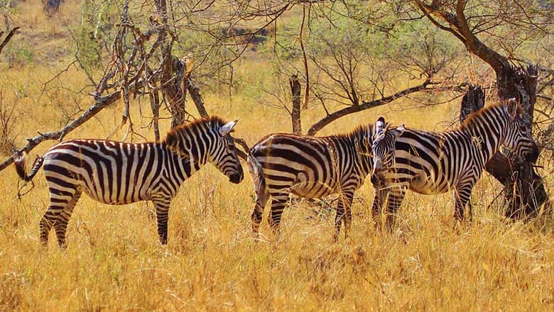 zebra 278371 1280